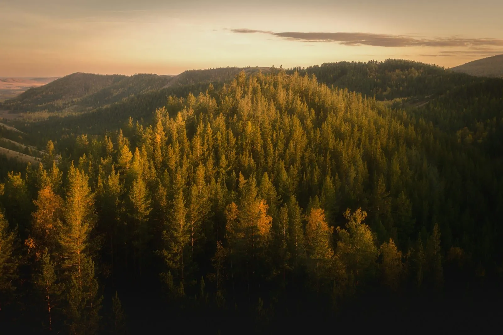 Golden-hour light over the pine-forested hills of the Prescott high country