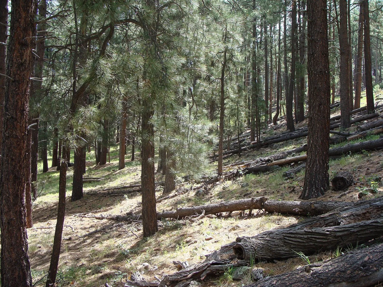 Ponderosa pine forest on a hillside in the Prescott National Forest