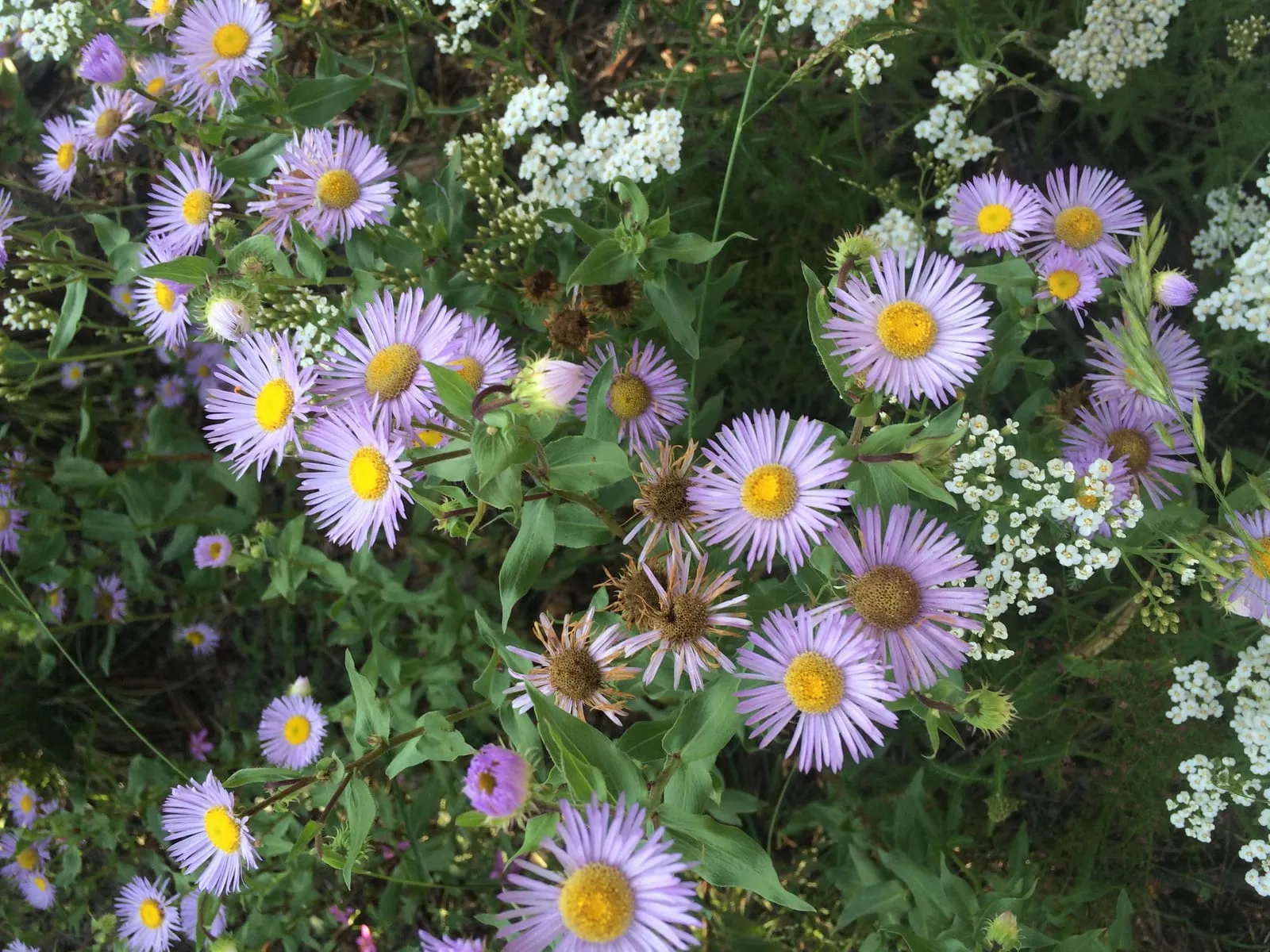 Summer wildflowers blooming in the Prescott high country