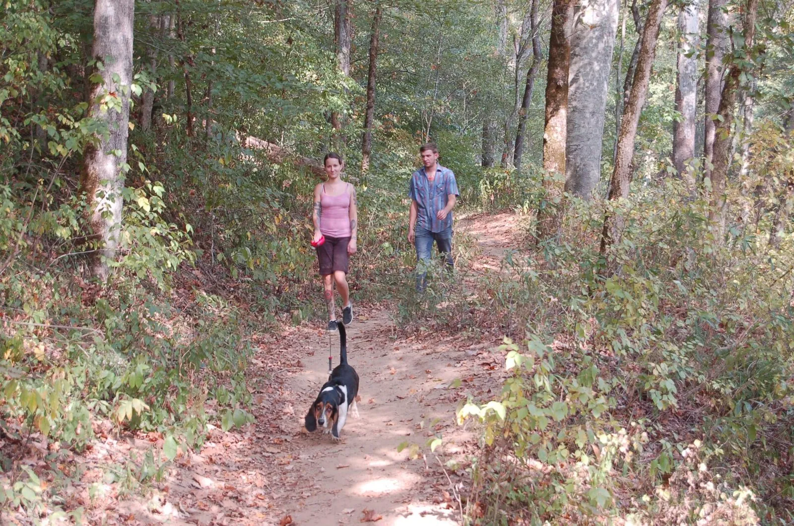 Two walkers with a dog on a leash on a forest trail beneath tall trees