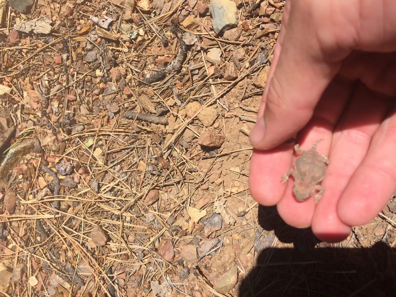 A horned lizard discovered on a Prescott trail, held in a hand