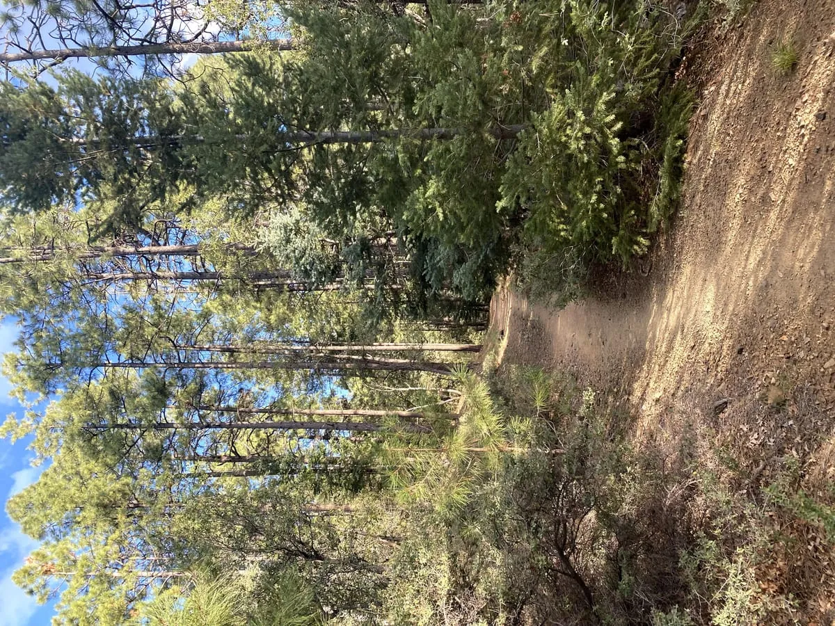 A pine-shaded forest trail in the Groom Creek high country
