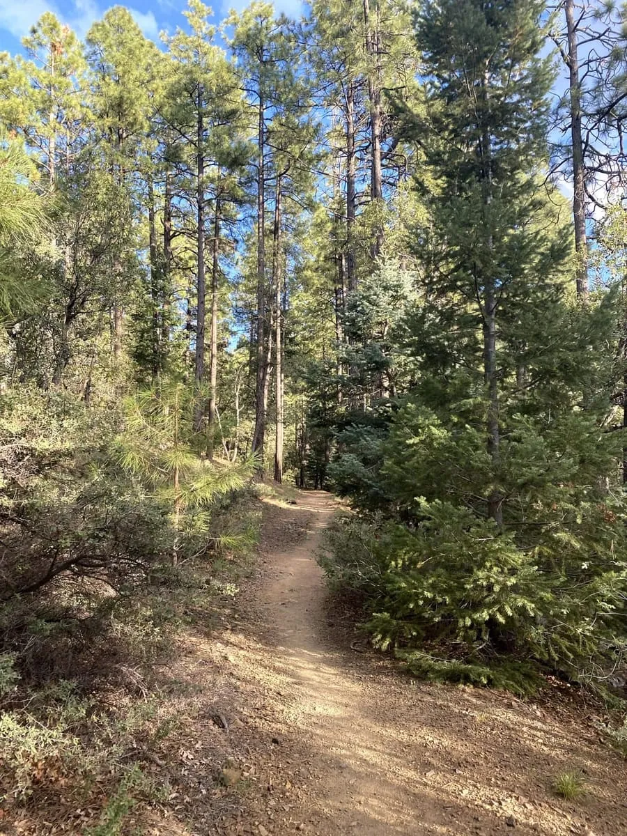 A pine-shaded forest trail in the Groom Creek high country