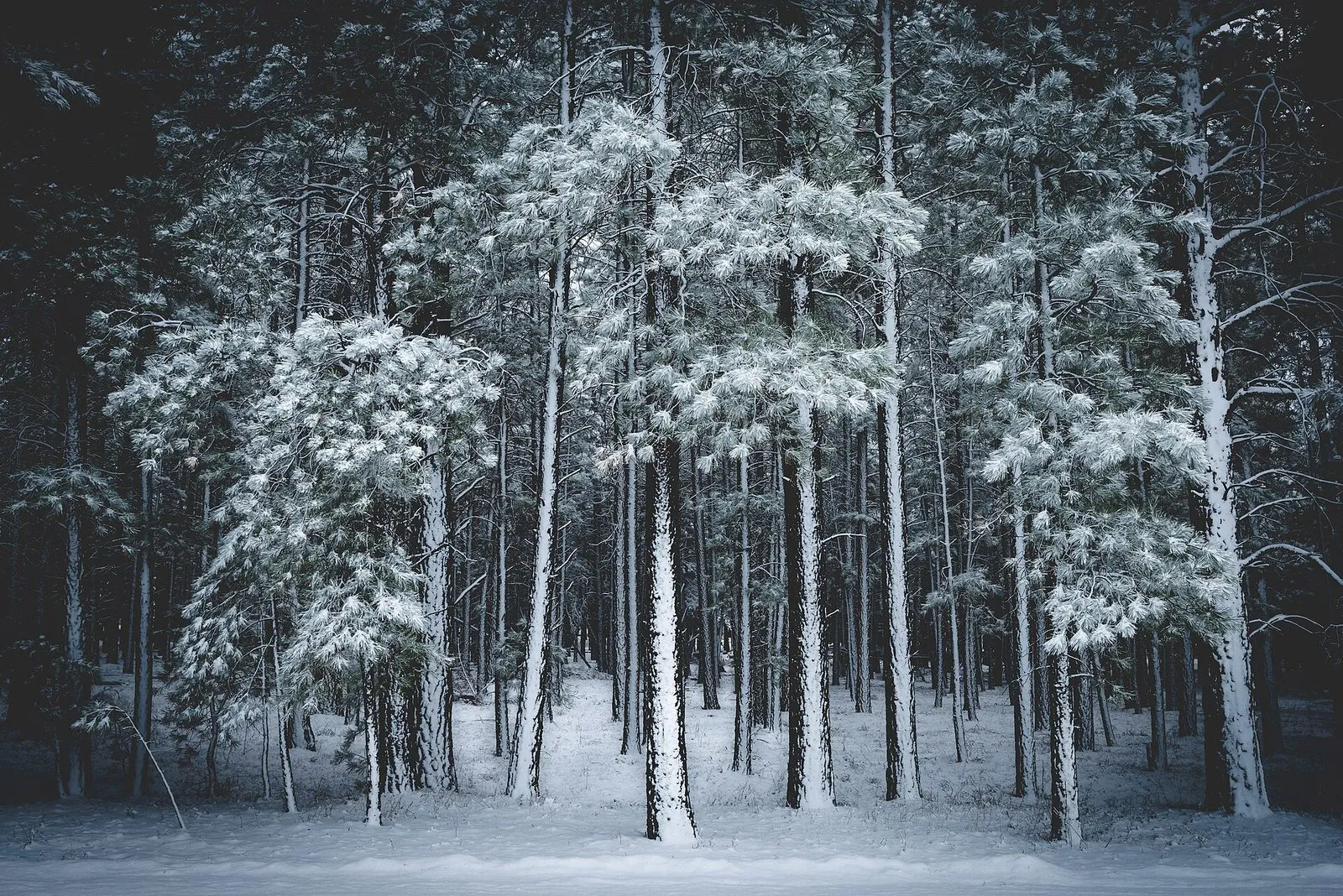 Ponderosa pines under fresh snow in northern Arizona high country